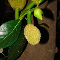 Artocarpus heterophyllus Lam.